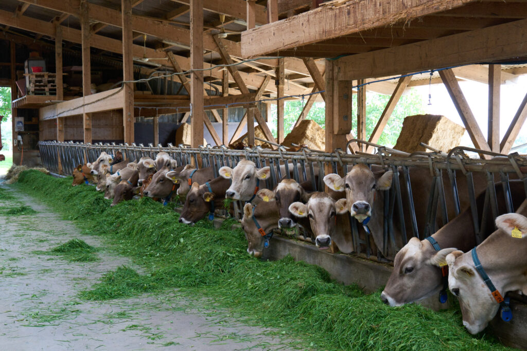 Nutztierabteilung Tierklinik Stockrüti